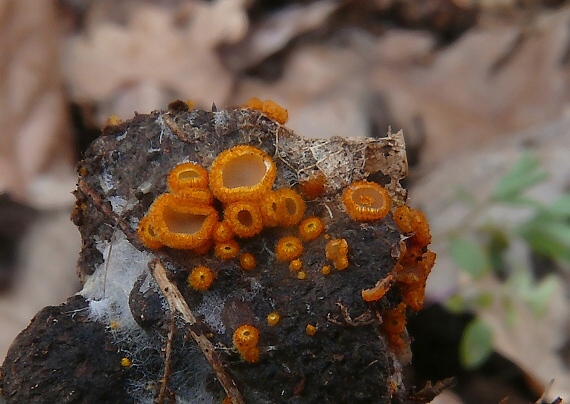 pavučinovka Arachnopeziza aurelia  (Pers.) Fuckel