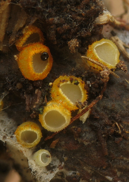 pavučinovka Arachnopeziza aurelia (Pers.) Fuckel