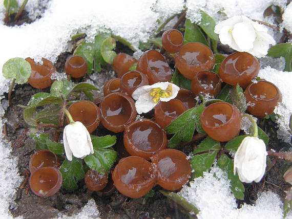 hľuznatka veternicová Dumontinia tuberosa (Bull.) L.M. Kohn