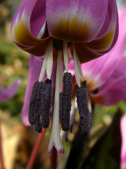 kandík psí Erythronium dens-canis L.