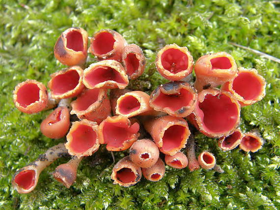 ohnivček zimný Microstoma protractum (Fr.) Kanouse