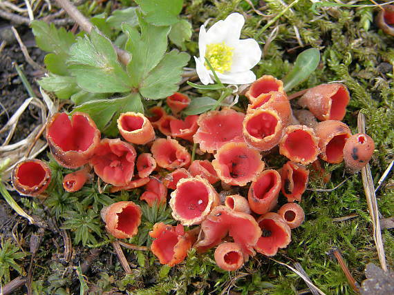 ohnivček zimný Microstoma protractum (Fr.) Kanouse