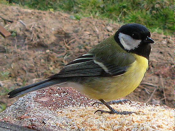 prišla na večeru Parus major