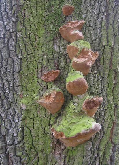 ohňovec Phellinus sp.