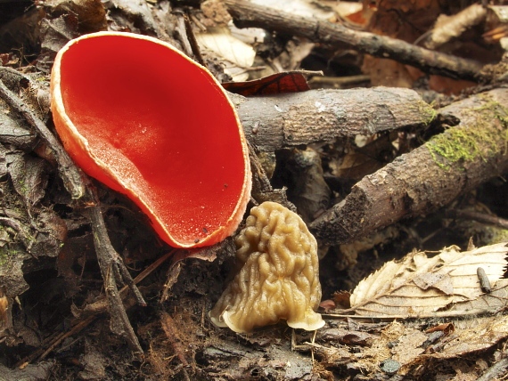 ohnivec šarlátový Sarcoscypha coccinea (Gray) Boud.