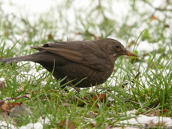 drozd čierny  Turdus merula