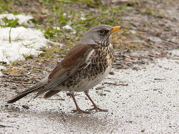 drozd čvíkotavý Turdus pilaris