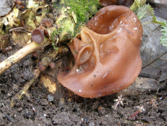 boltcovitka ucho Jidášovo/Uchovec bazový Auricularia auricula-judae (Bull.) Quél.