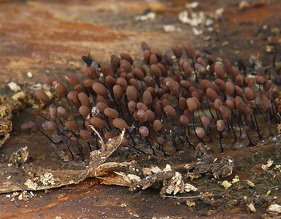 slizovka Comatricha nigra  (Pers.) J. Schröt.