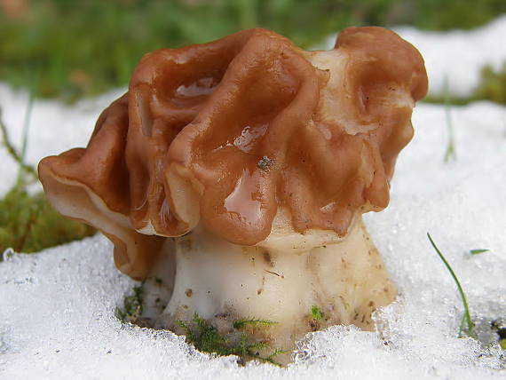 ušiak obrovský Gyromitra gigas (Krombh.) Cooke