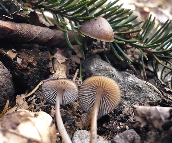 prilbička šišková Mycena strobilicola J. Favre & Kühner