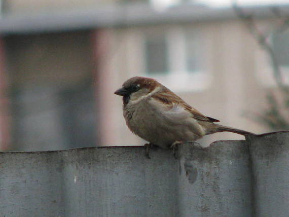 vrabec domový Passer domesticus