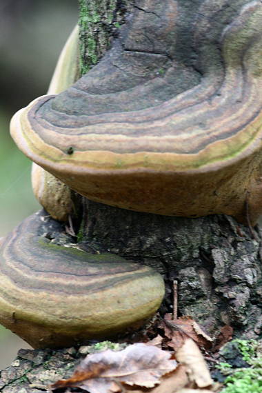 ohňovec Hartigov Phellinus hartigii (Allesch. & Schnabl) Pat.