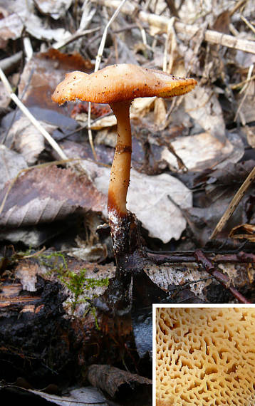 trúdnik? Polyporus sp.?