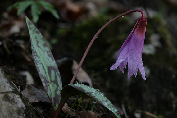 kandík psí Erythronium dens-canis L.