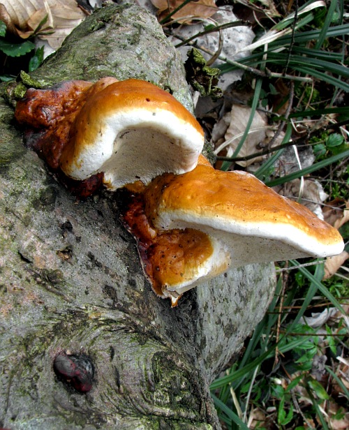 práchnovček pásikavý Fomitopsis pinicola (Sw.) P. Karst.