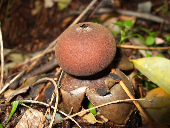 hviezdovka klenbová Geastrum fornicatum (Huds.) Hook.