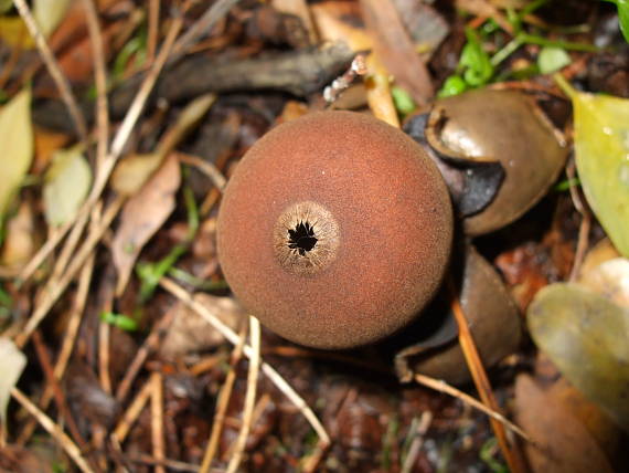 hviezdovka klenbová Geastrum fornicatum (Huds.) Hook.