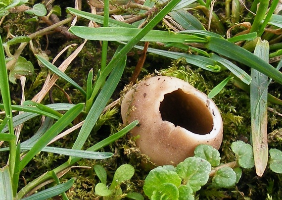 chriapač sosnový Helvella leucomelaena (Pers.) Nannf.