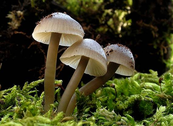 prilbička hnedosivá Mycena tintinnabulum (Paulet) Quél.