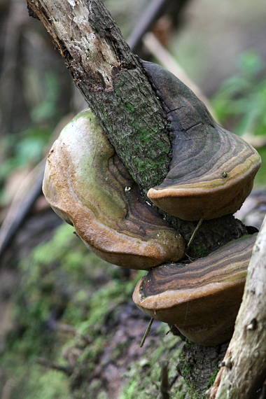 ohňovec Hartigov Phellinus hartigii (Allesch. & Schnabl) Pat.