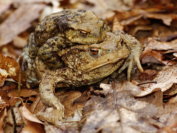 ropucha obyčajná Bufo bufo