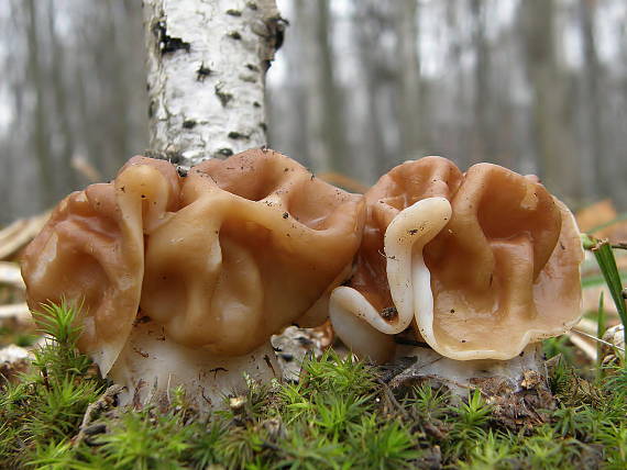 ušiak obrovský Gyromitra gigas (Krombh.) Cooke