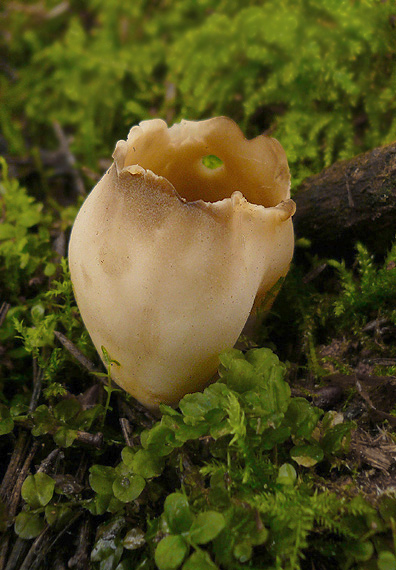 chriapač sosnový Helvella leucomelaena (Pers.) Nannf.