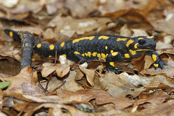 salamandra škvrnitá Salamandra salamandra