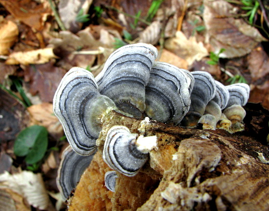 trúdnikovec pestrý Trametes versicolor (L.) Lloyd