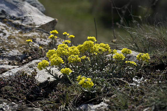 tarica horská Alyssum montanum subsp. montanum L.