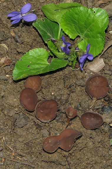 hľuznatka veternicová Dumontinia tuberosa (Bull.) L.M. Kohn