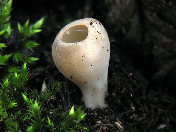 chriapač sosnový Helvella leucomelaena (Pers.) Nannf.