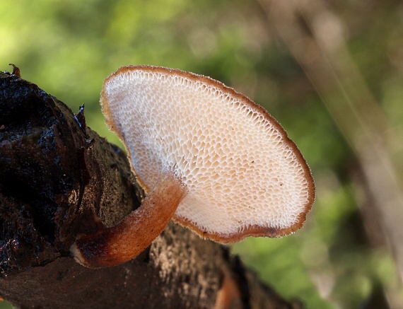 trúdnik zimný Lentinus brumalis (Pers.) Zmitr.