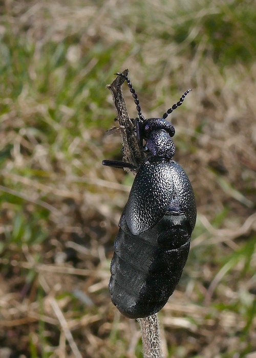 májka  Meloe proscarabaeus