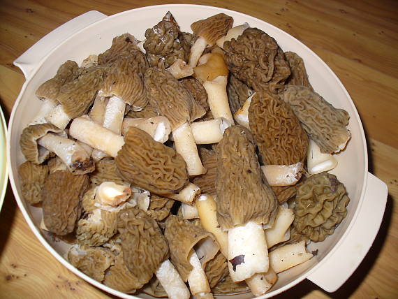 smrčok Morchella sp.