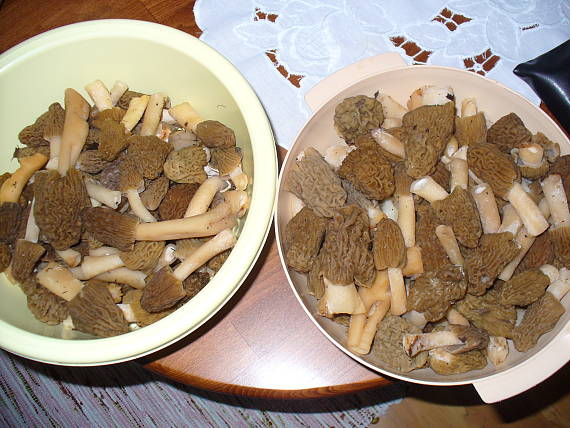 smrčok Morchella sp.