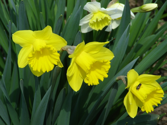 narcis hybridný Narcius x hybrida