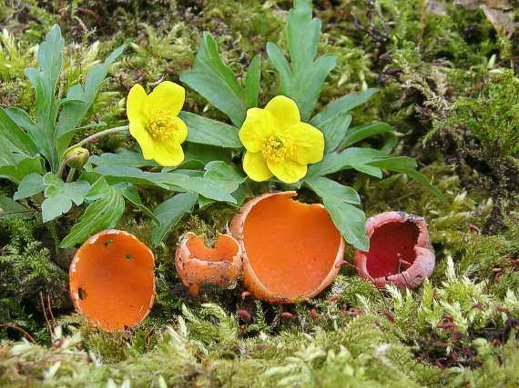 ohnivec jurský Sarcoscypha jurana (Boud.) Baral