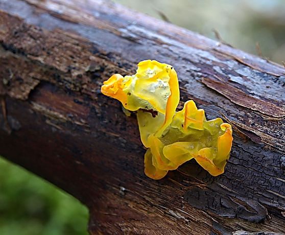 rôsolovka zlatožltá  Tremella mesenterica Retz.