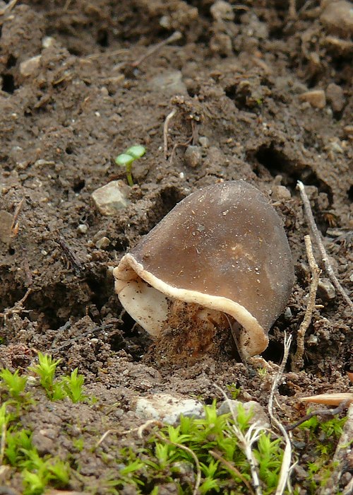 smrčkovec náprstkovitý Verpa conica (O.F. Müll.) Sw.