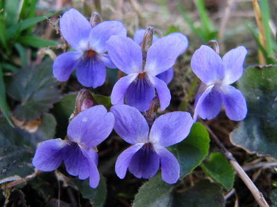 fialka voňavá Viola odorata L.