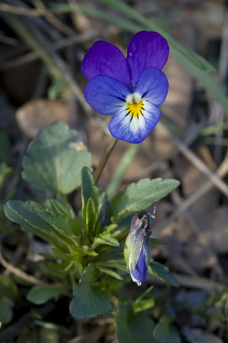 fialka trojfarebná Viola tricolor  L. emend. F. W. Schmidt