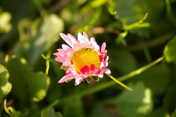 sedmokraska do cervena Bellis perennis L.