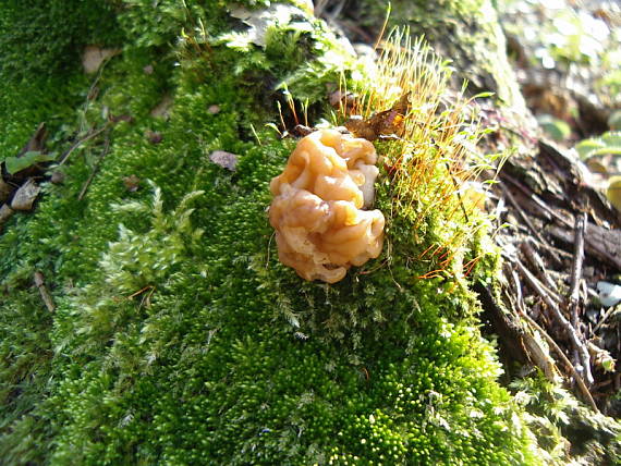 ušiak obrovský Gyromitra gigas (Krombh.) Cooke