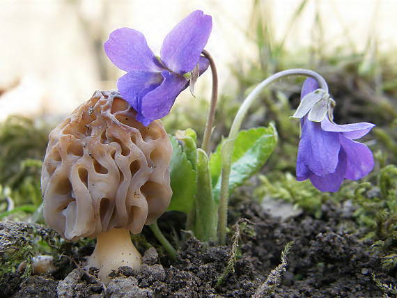 smrčok hybridný Morchella semilibera DC.