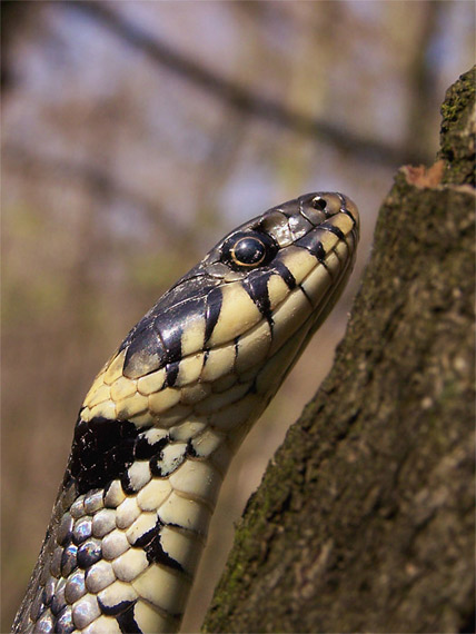 užovka obojková Natrix natrix