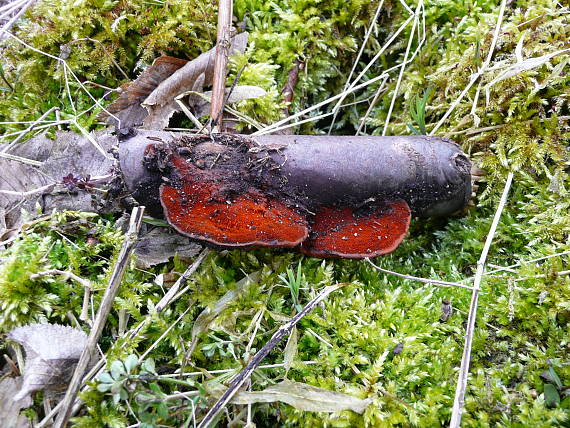 červenica rumelková/Outkovka rumělková Pycnoporus cinnabarinus (Jacq.) P. Karst.