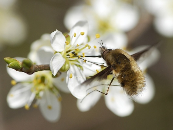 much :-) Bombylius major