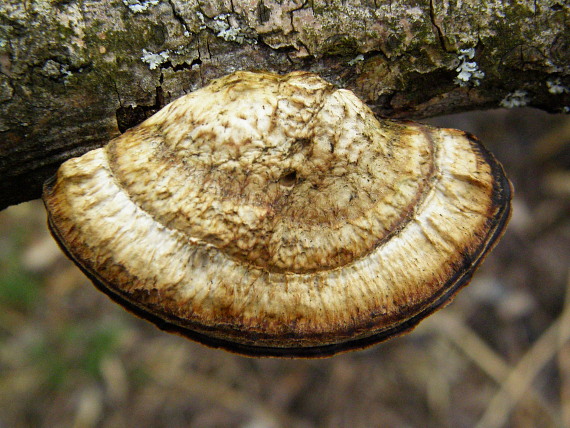 sieťkovček červenkastý Daedaleopsis confragosa (Bolton) J. Schröt.